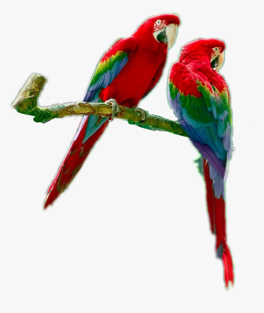 Parrots Parrotsrule Parrotlover Parrot - Macaw, HD Png Download