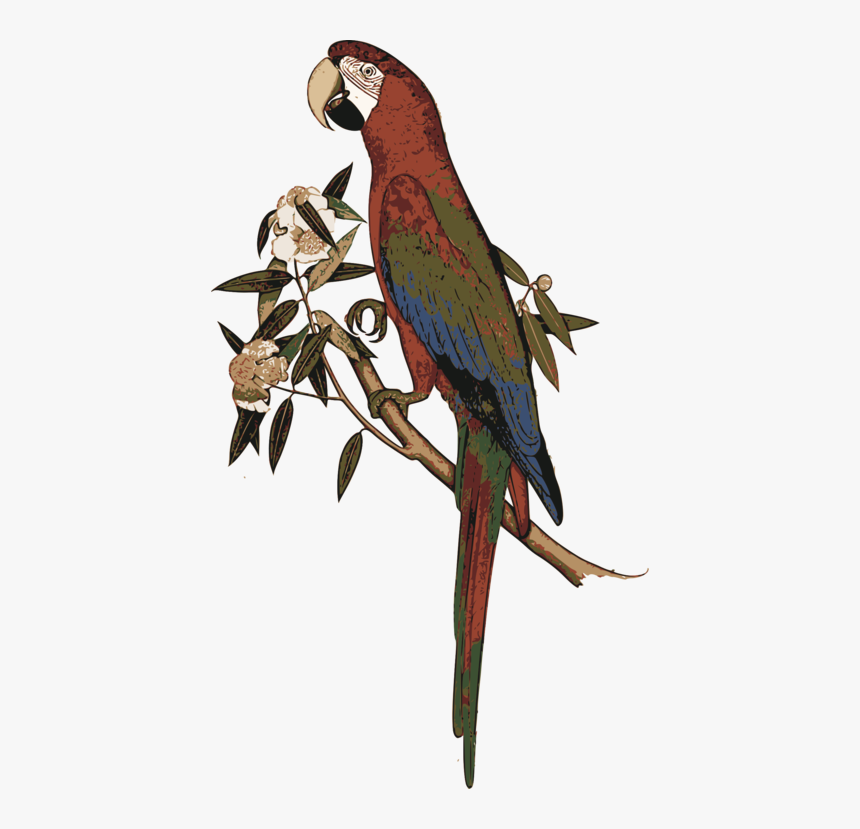 Macaw,parrot,bird - Exotic Birds, HD Png Download