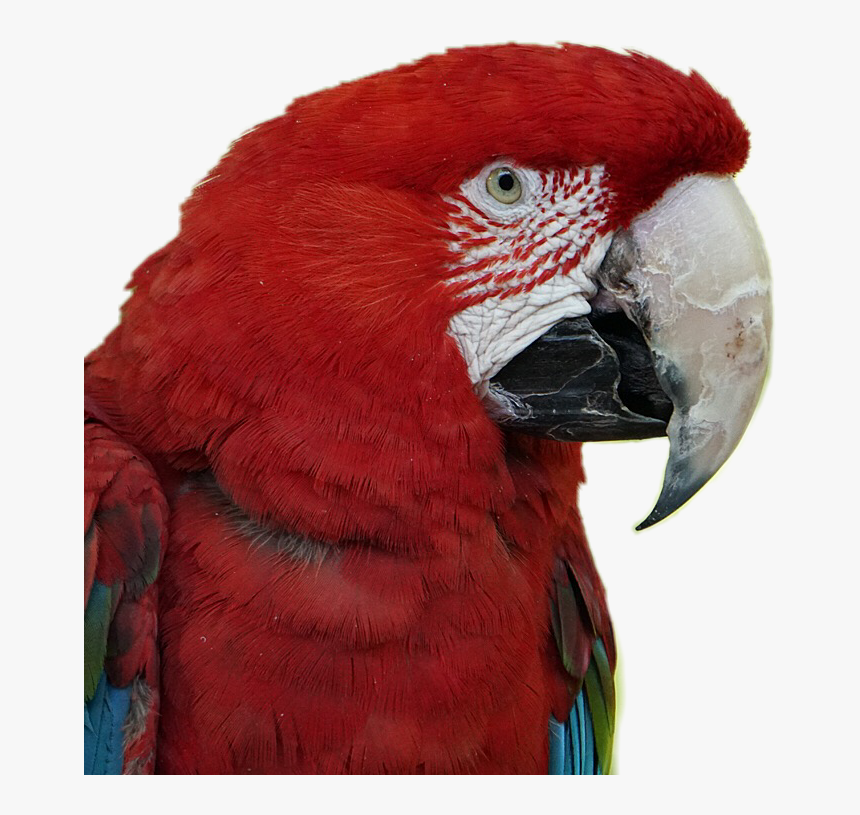 #scarlet #macaw #parrot #birds #pets #stickers #red - Macaw, HD Png Download