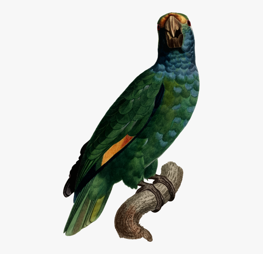 Macaw,parrot,bird - Ayudar Desde Casa Amazonas, HD Png Download