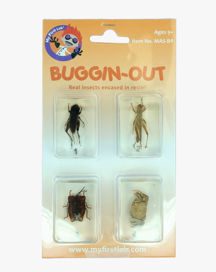 Cricket, Locust, Yellow Leaf Beetle, Crab - Zophobas Morio, HD Png Download