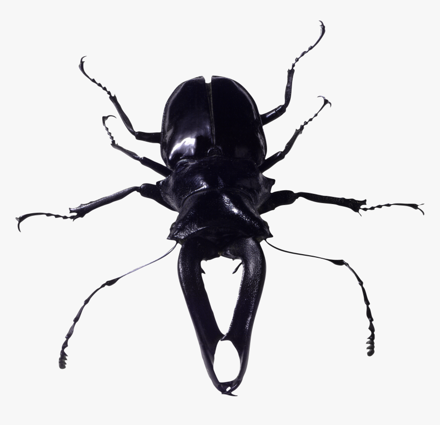 Cricket Bug Png, Transparent Png