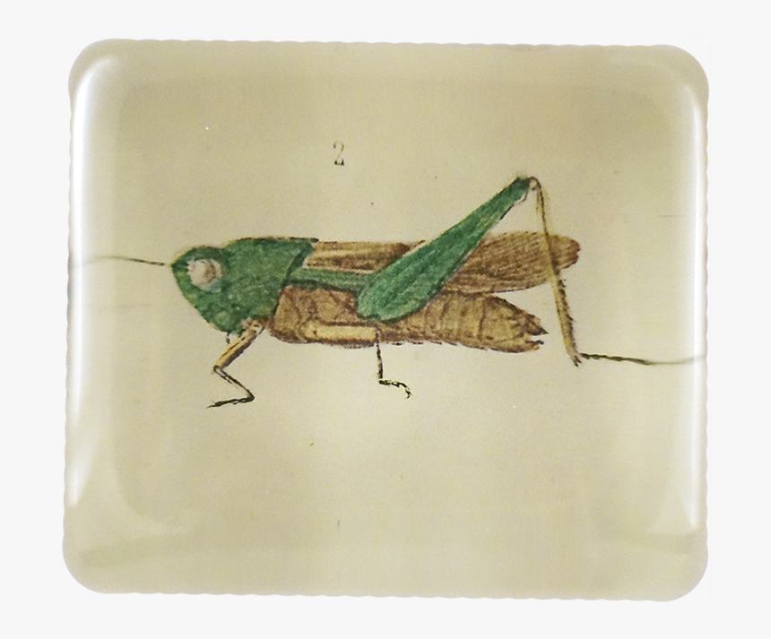 Grasshopper, HD Png Download