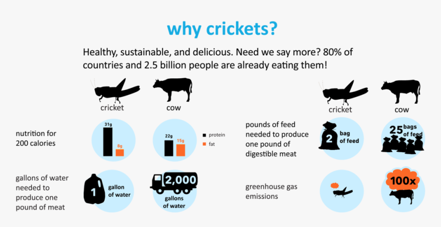 Source - Sixfoods - Com - Cricket Protein Infographic, HD Png Download