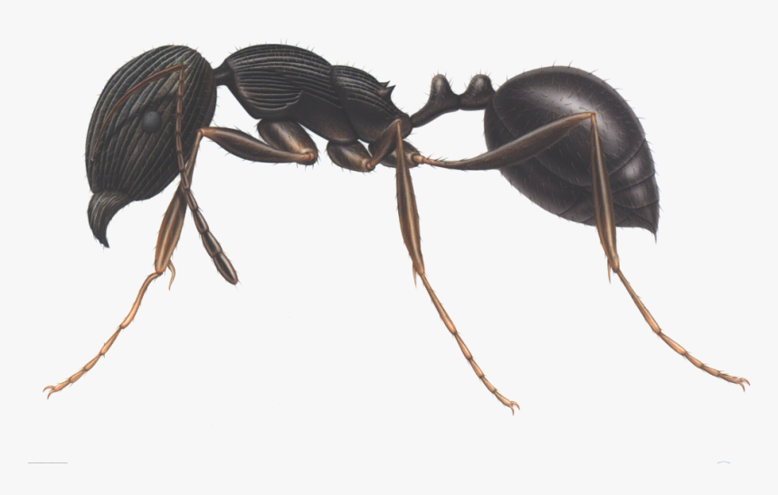 Ants Clipart Three - Carpenter Ant Identification, HD Png Download