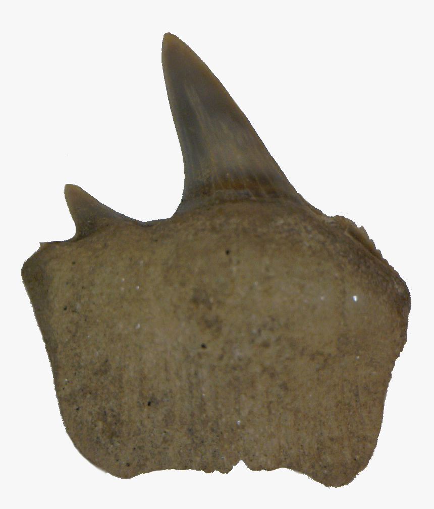 Fish, HD Png Download