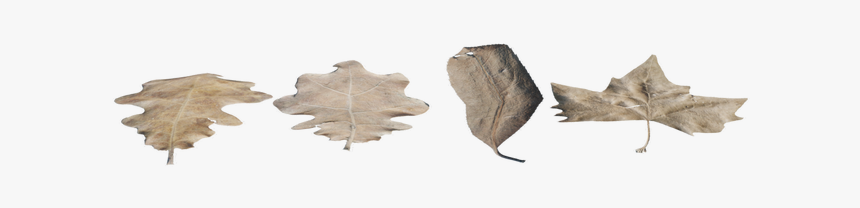 Picture - Earrings, HD Png Download