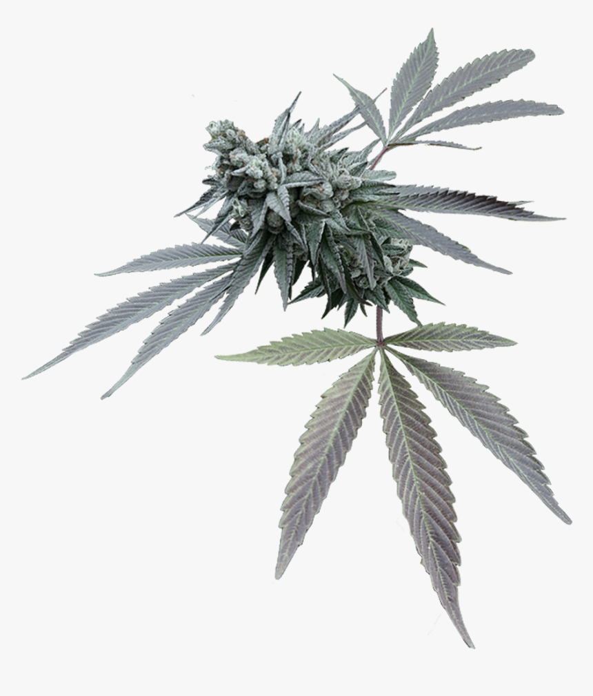 Tree, HD Png Download