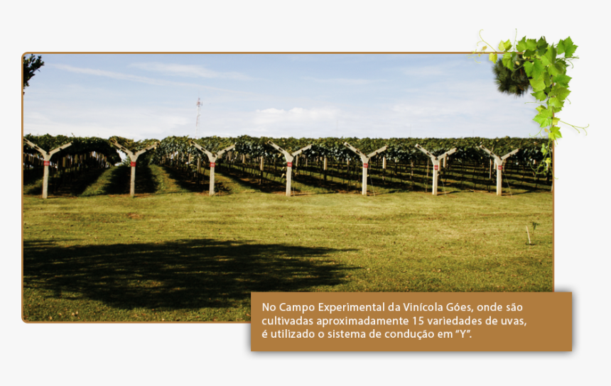 Type Of Soil - Sistema De Condução De Videiras Em Y, HD Png Download