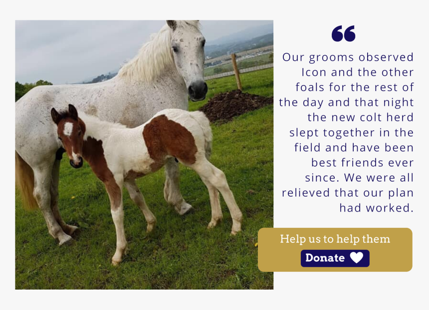 Ice Icon Foal Charity Christmas Appeal Quote - Foal, HD Png Download