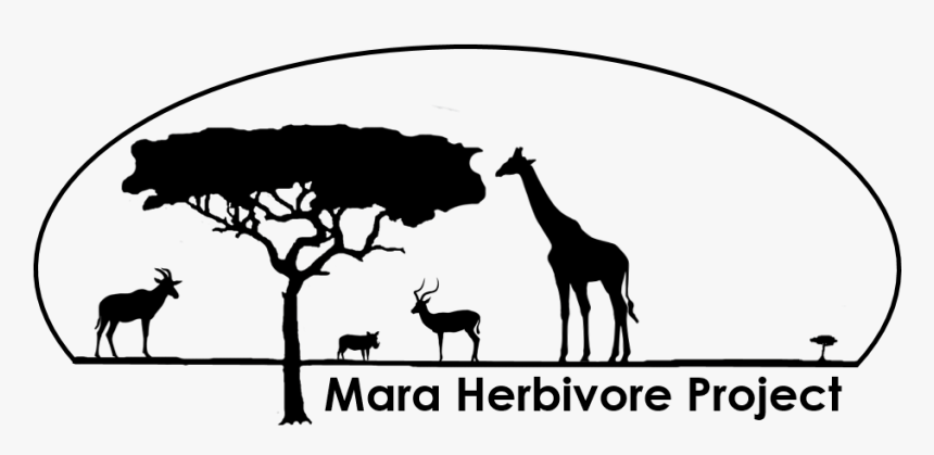 Picture - Giraffe, HD Png Download