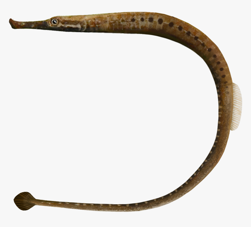 Syngnathiformes, HD Png Download