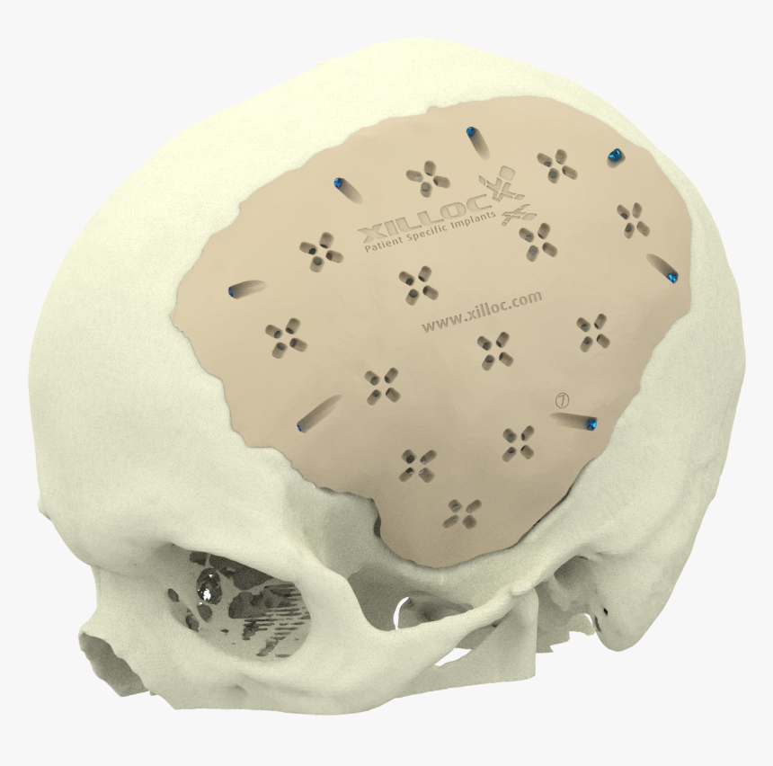 Xilloc Medical B - Skull, HD Png Download