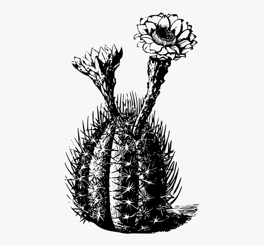 Cactus Black And White Transparent, HD Png Download