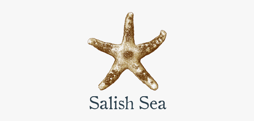 Starfish, HD Png Download