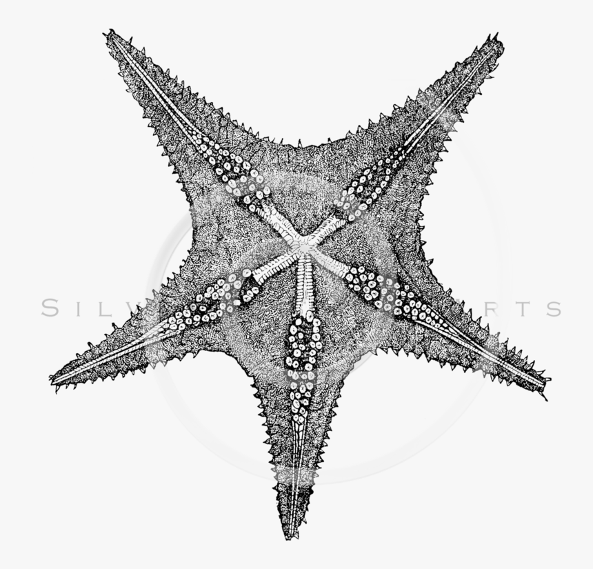 Transparent Sea Star Clipart Black And White - Starfish, HD Png Download