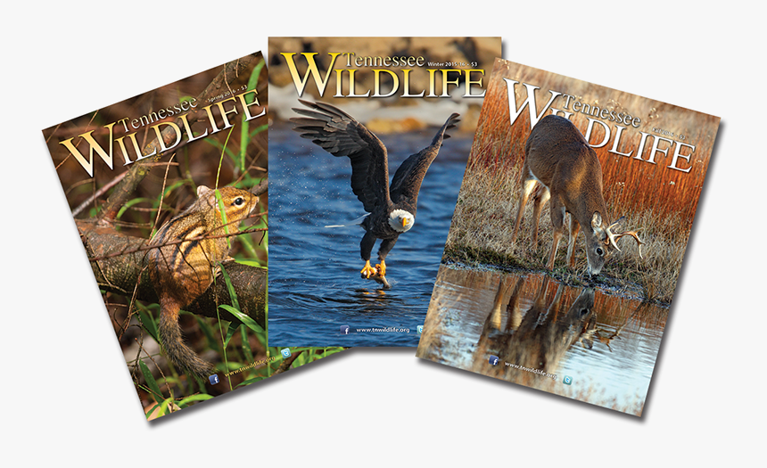Tn Wildlife Magazine, HD Png Download