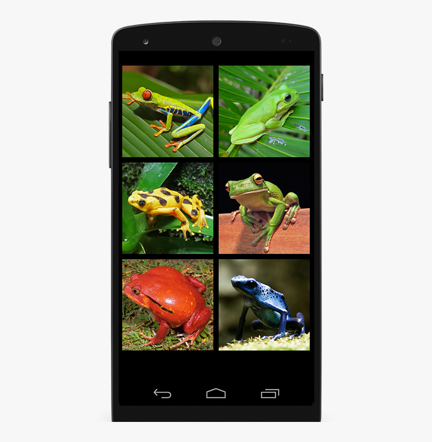 Phyllobates, HD Png Download