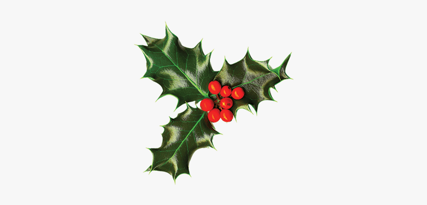 Transparent Holly Png, Png Download