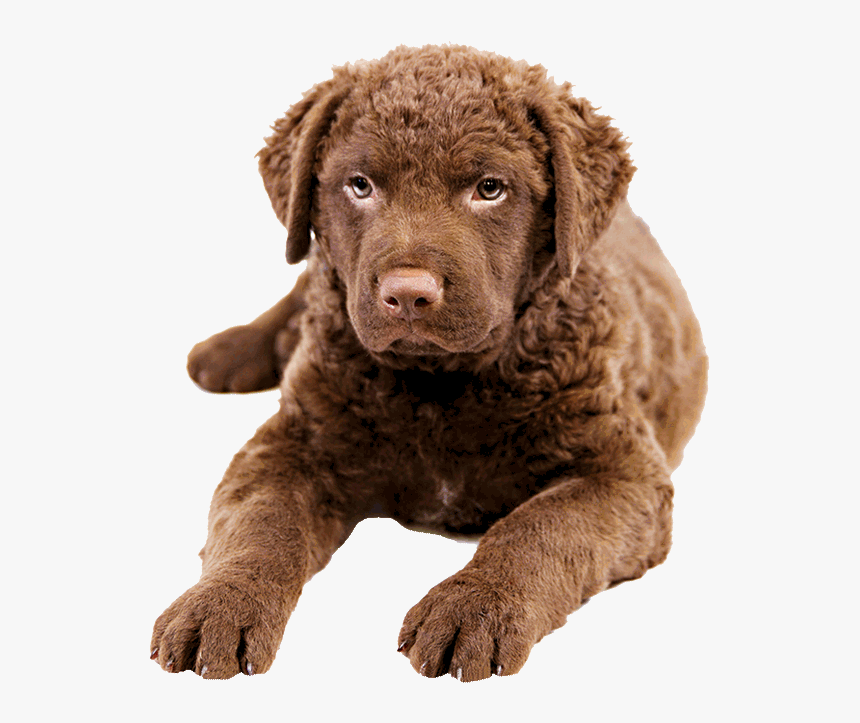 Cane Chesapeake Bay Retriever, HD Png Download