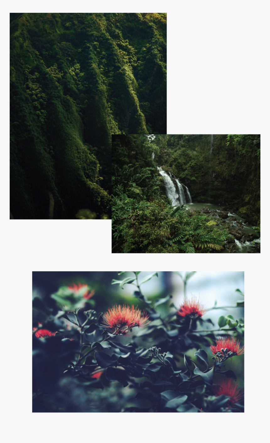 Mamaki Tiles B-01 - Silybum, HD Png Download