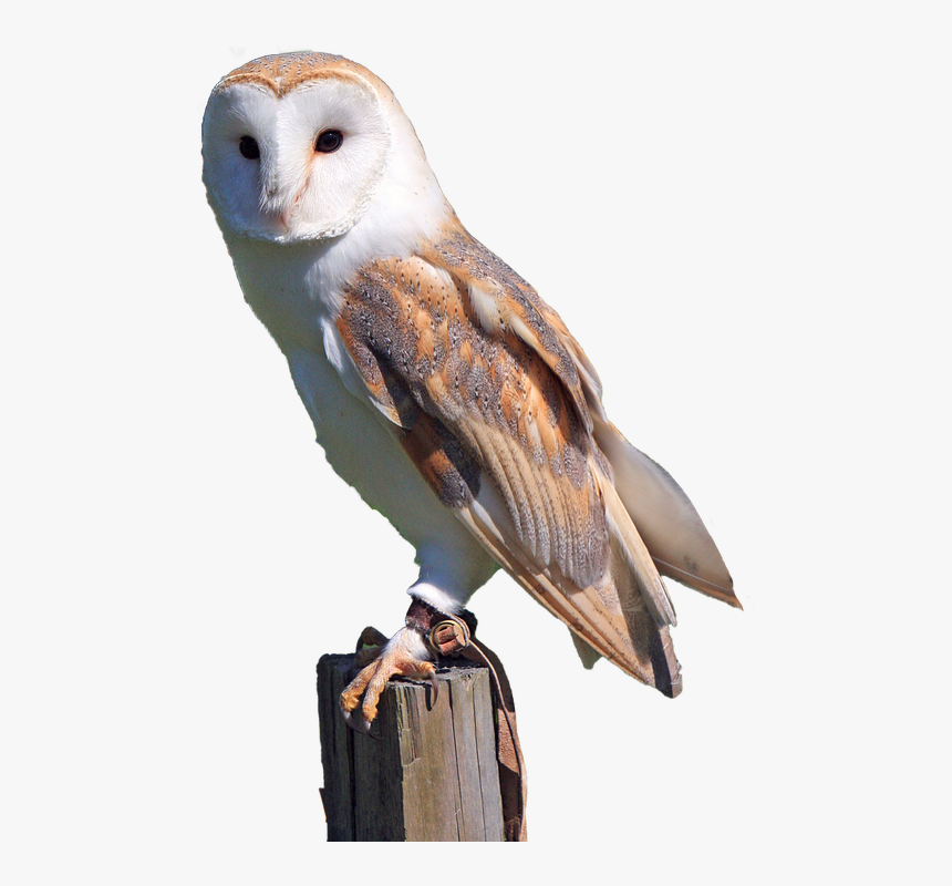 Symbolism Birds And Their Meanings, HD Png Download