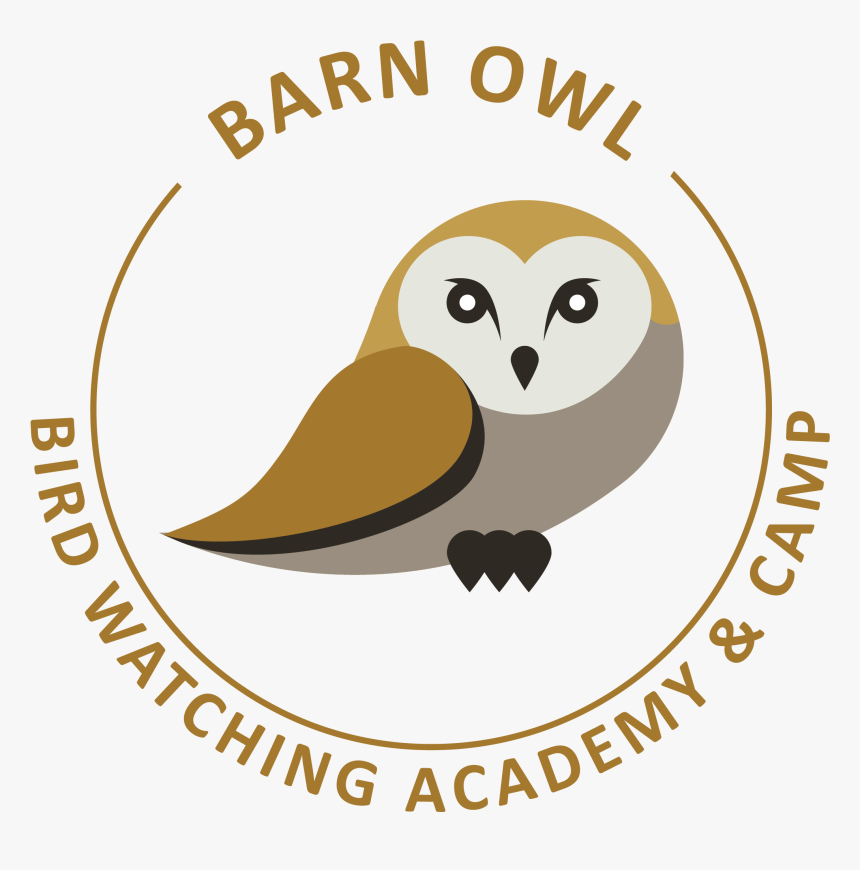 Barn Owl, HD Png Download