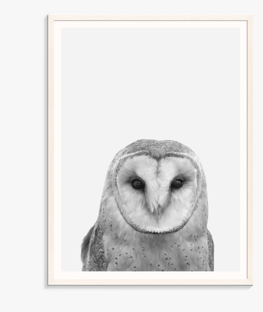 Owl, HD Png Download