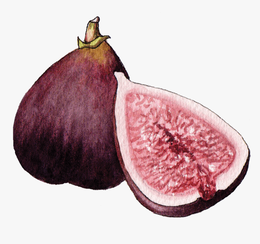 Illustration By Helen Krayenhoff - Fig, HD Png Download