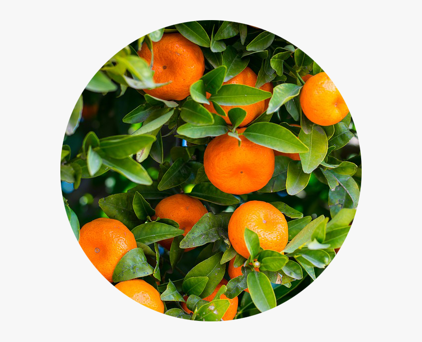 Citrus Growing Guide - Orange Citrus Sinensis, HD Png Download