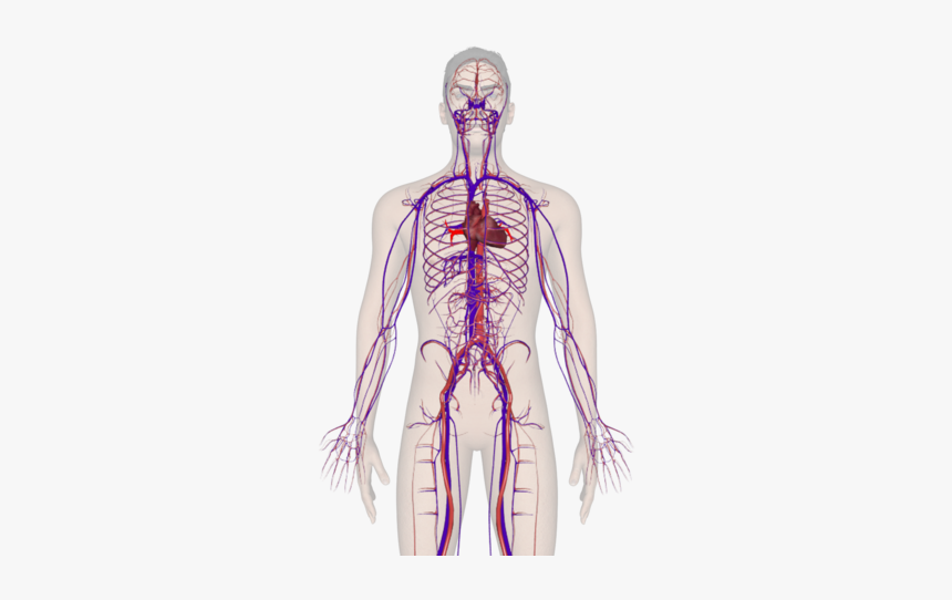 Thumb Image - Imagenes Del Cuerpo Humano Png, Transparent Png