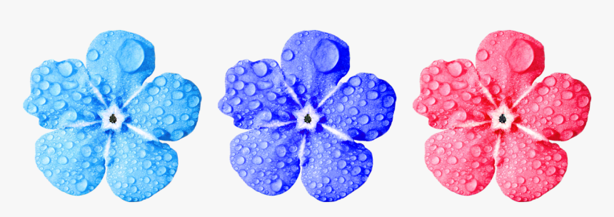 Flower,forget Me Not,close,leaves,drop Of Water,small - Non Copyrighted Flower Png, Transparent Png