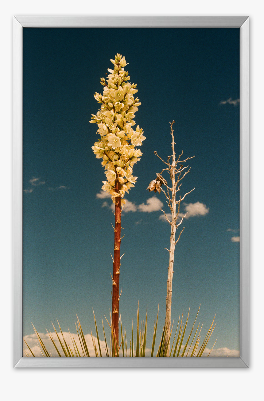 Life, HD Png Download