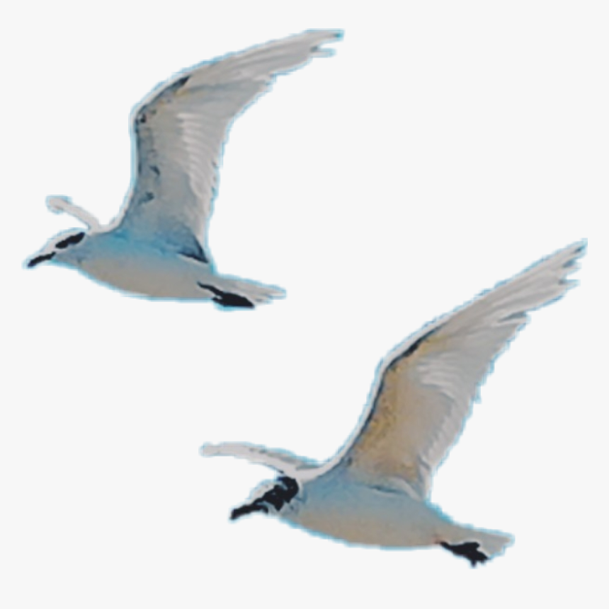 #birds #fly #wings #free #white - European Herring Gull, HD Png Download