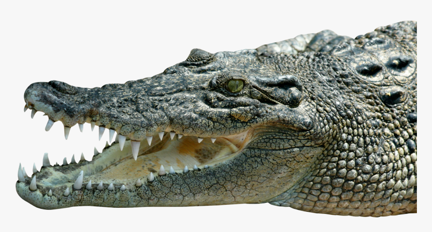 Saltwater Crocodile Png, Transparent Png