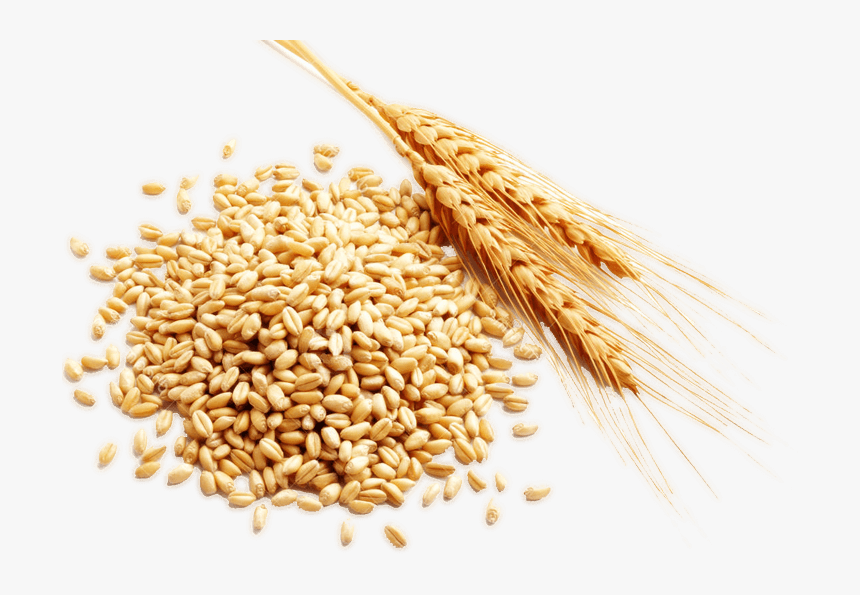 Cereal Grain Harvest - Cereal Rice Png, Transparent Png