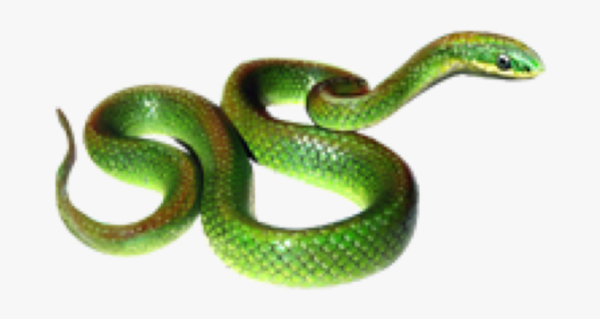 #greensnake #snake #snaks #rope #animals #animals #line - Serpent, HD Png Download