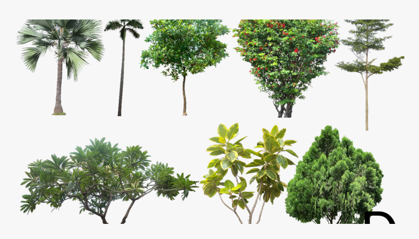Landscape Architecture Trees Png, Transparent Png