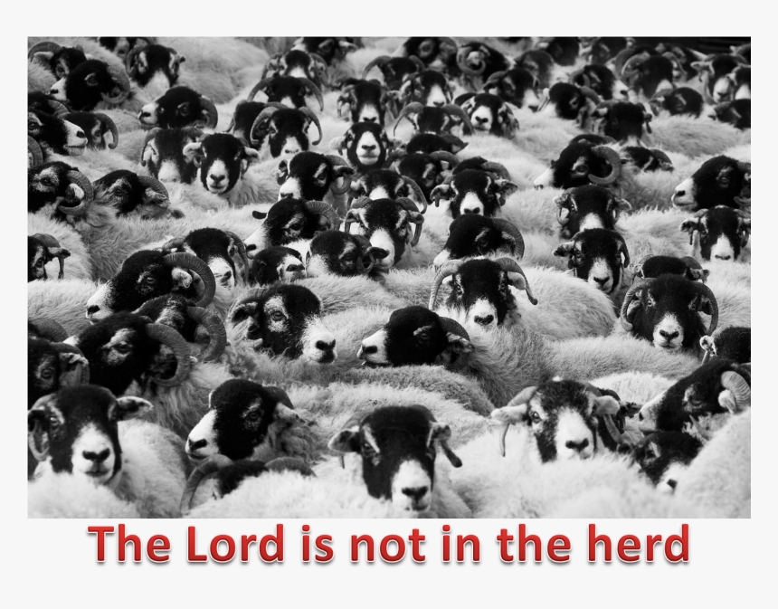 Lord And The Herd - Does Counting Sheep Help You Sleep, HD Png Download