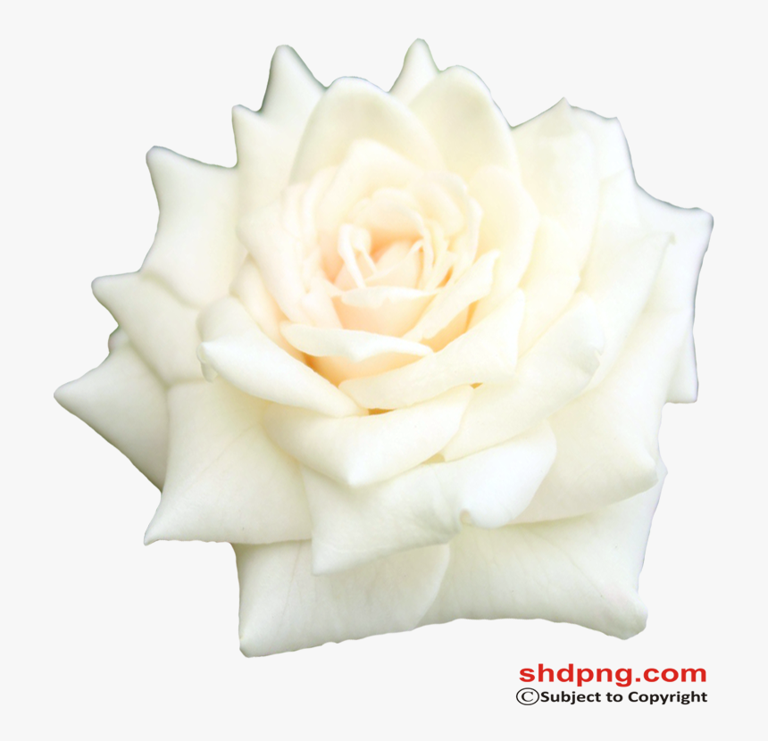 Garden Roses, HD Png Download