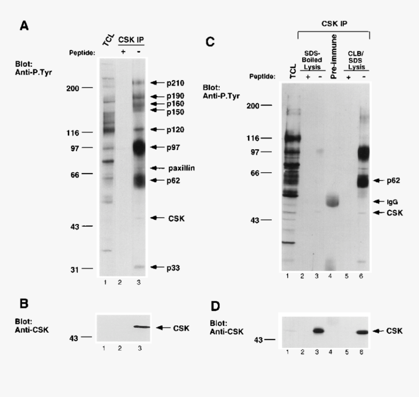 Number, HD Png Download