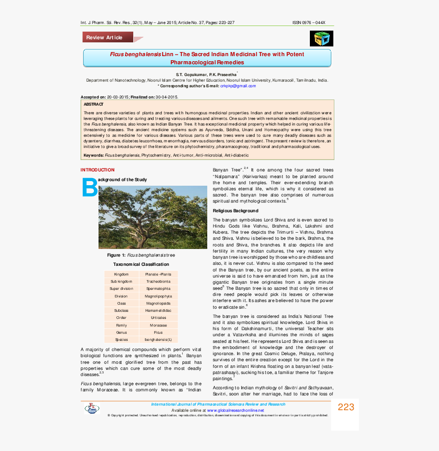 Introduction Of Banyan Tree, HD Png Download