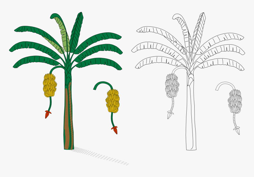 La Planta De Cambur , Png Download - Banana Heraldry, Transparent Png