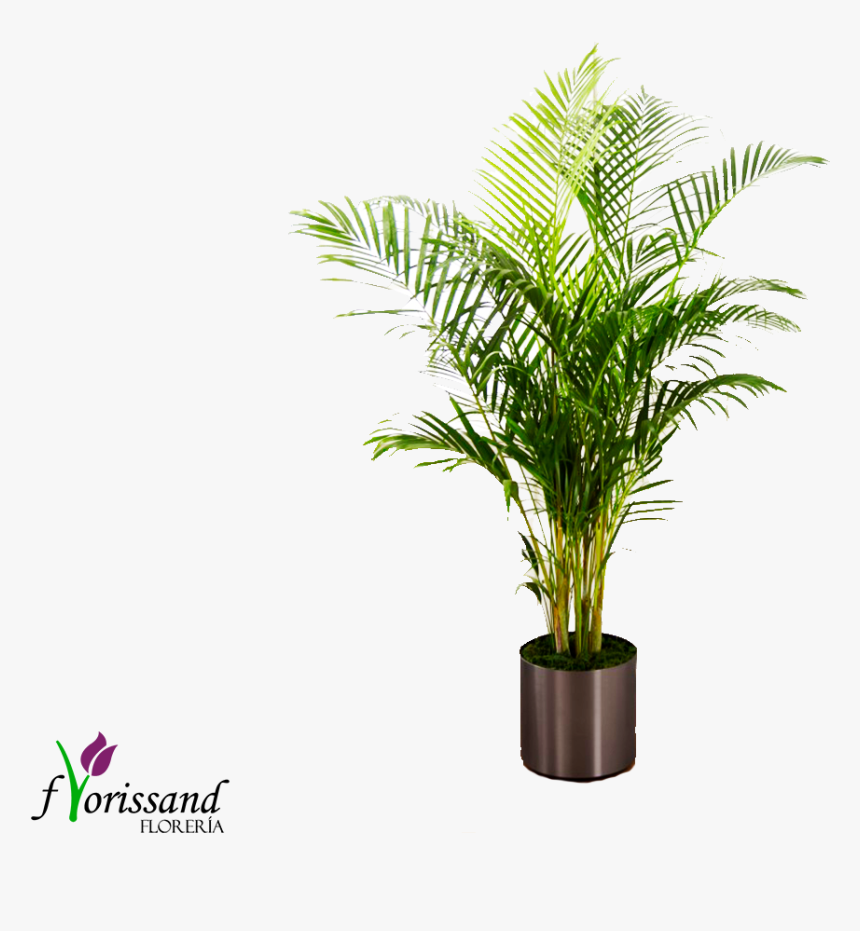 Palm Plant By Ftd - Green Free Standing Plant, HD Png Download