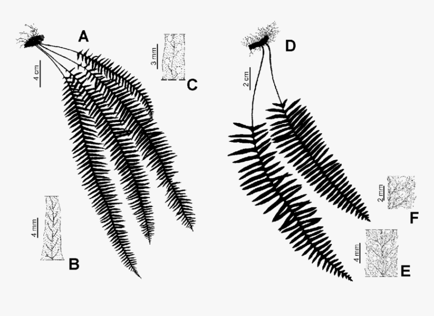 Fern, HD Png Download