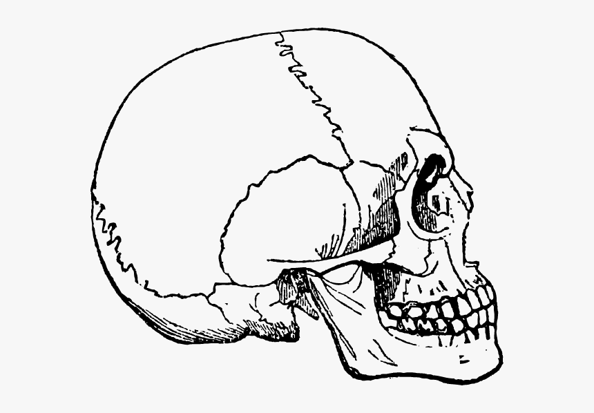 Human Skulls And Skeleton Png - Ludska Lebka, Transparent Png
