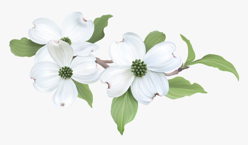Flowering Dogwood, HD Png Download