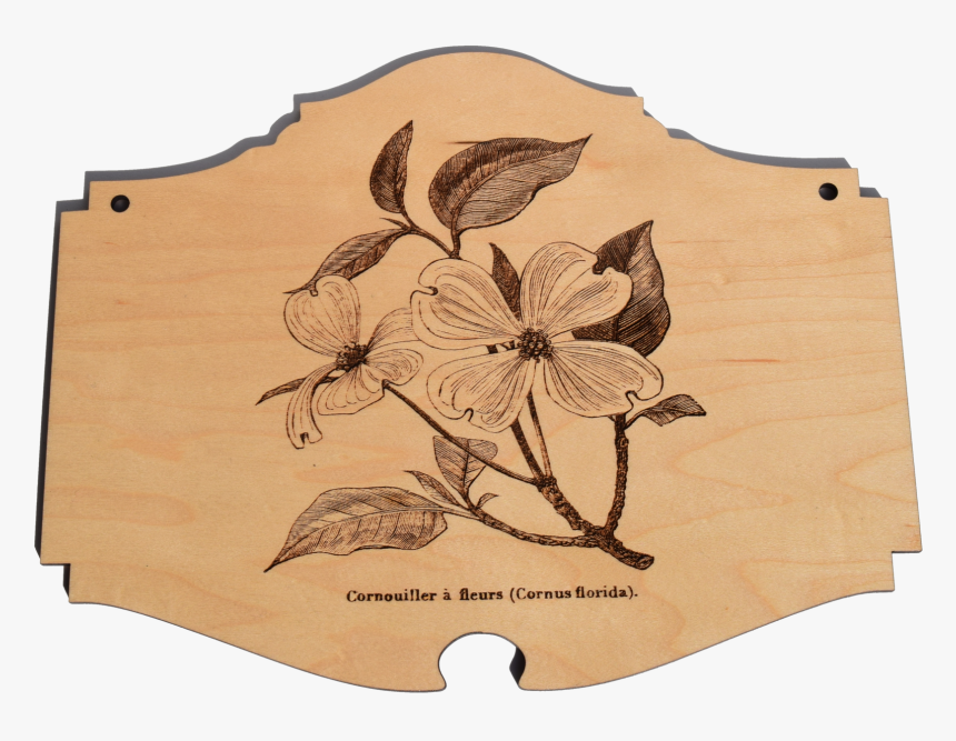 Flowering Dogwood, HD Png Download