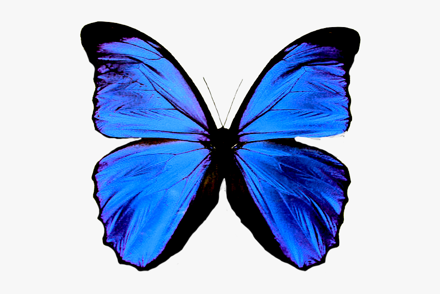 Mariposas En Formato Png - Green Butterfly Means, Transparent Png