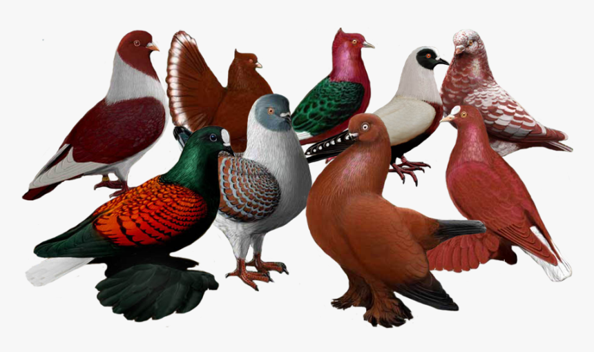 حمام زينة Png, Transparent Png
